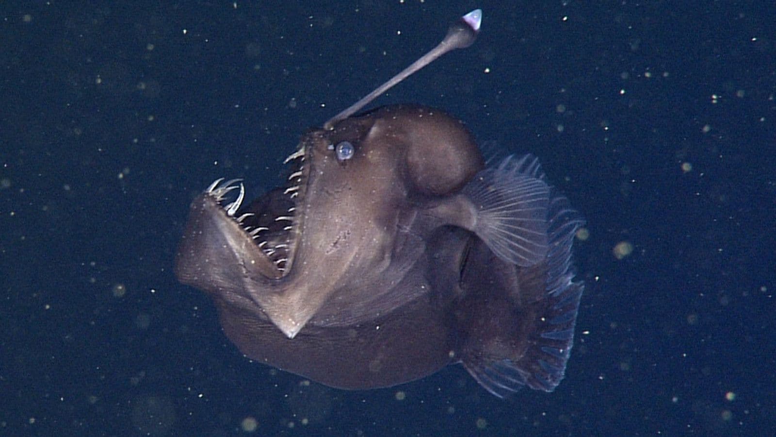 MBARI