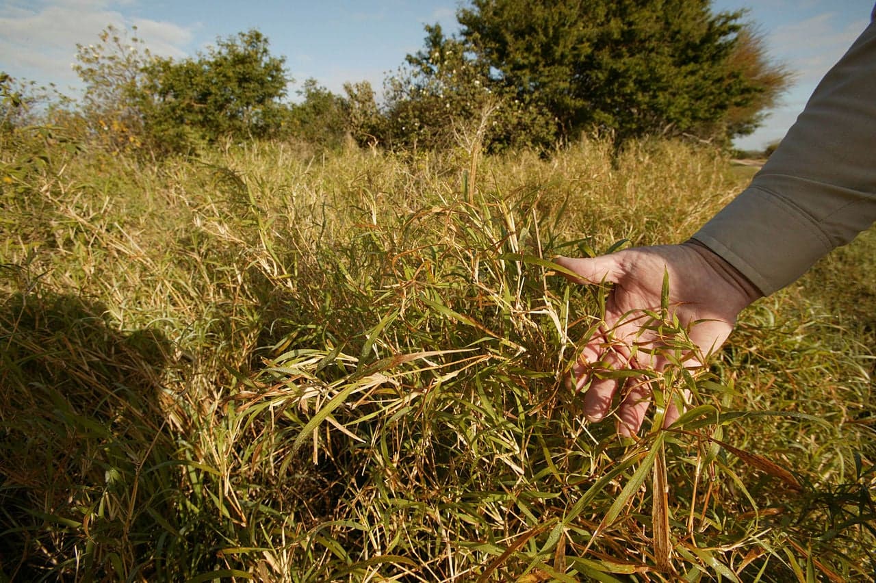 USFWS/Steve Hillebrand