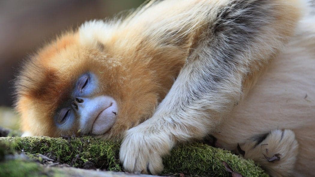 Sleeping Shorter and Deeper May Have Helped Humans' Brains Develop