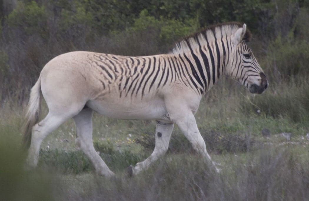 Scientist Recreate An Animal That Has Been Extinct for 100 Years