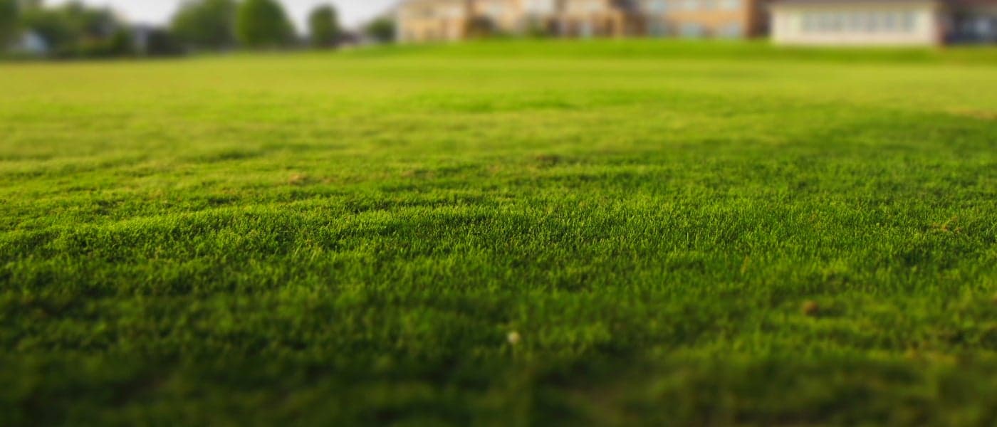A Truly "Green" Source of Renewable Energy: Grass Harbors Hydrogen