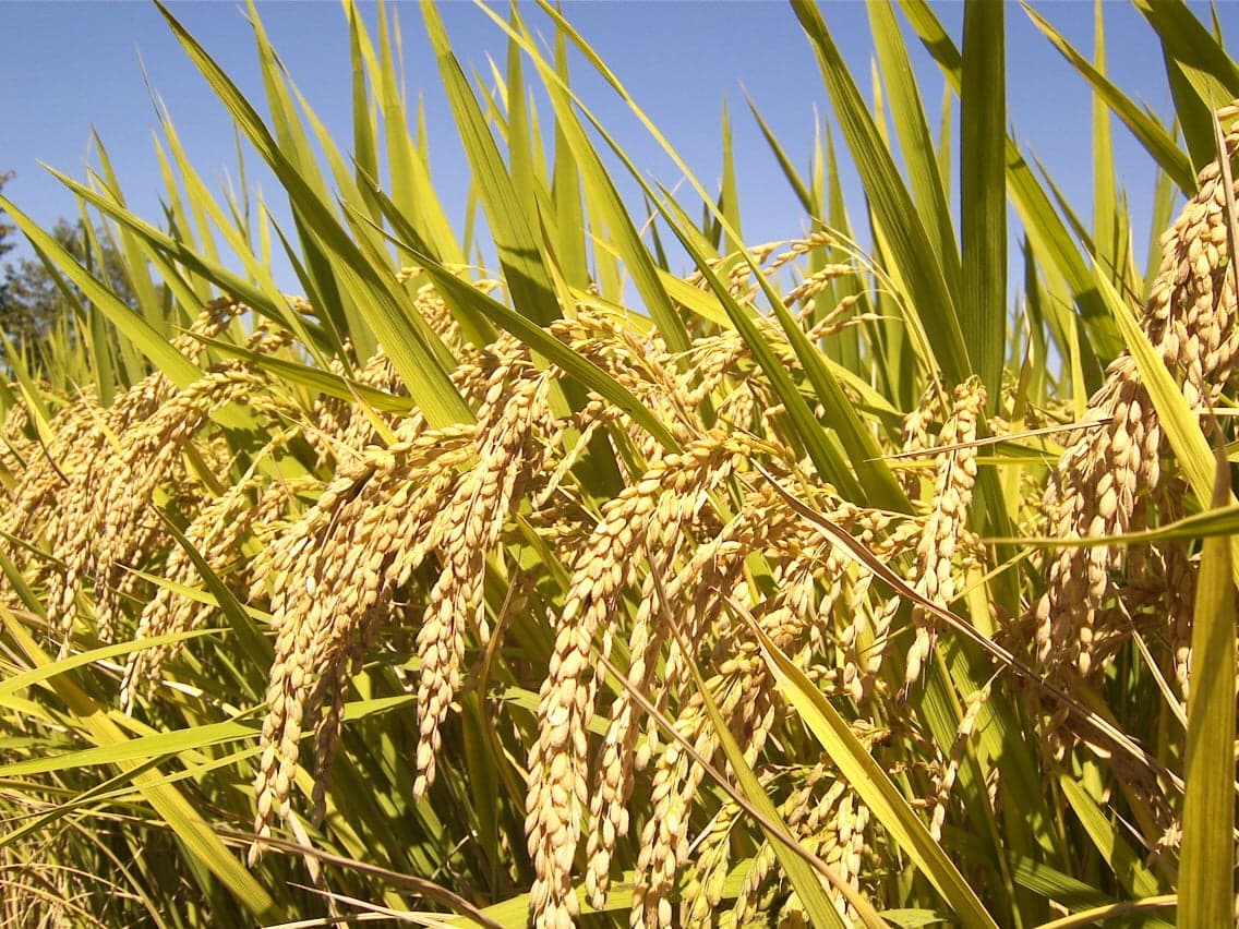 International Rice Research Institute