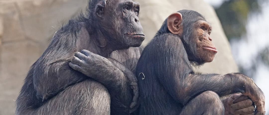 how much dna do we have in common with chimps