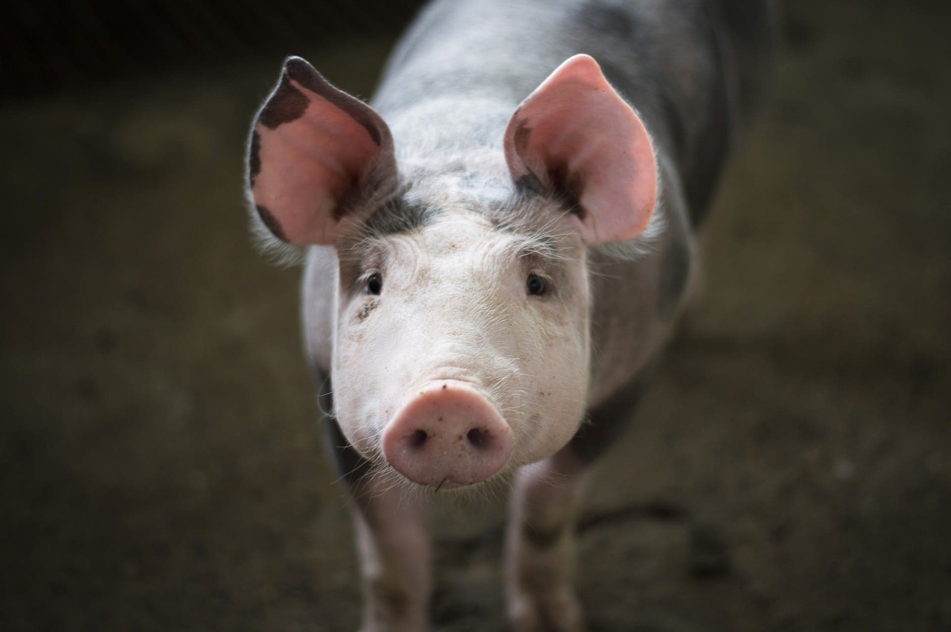 Chinese Farmers Are Using AI to Track and Monitor Pigs