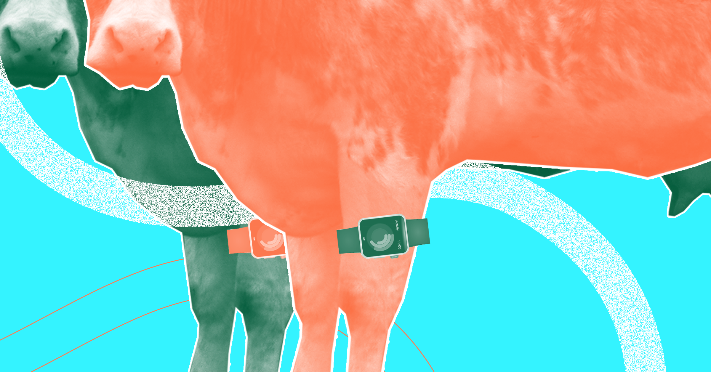 "Cow FitBits" Won't Make Cows Happier Because They're Not Milk Robots