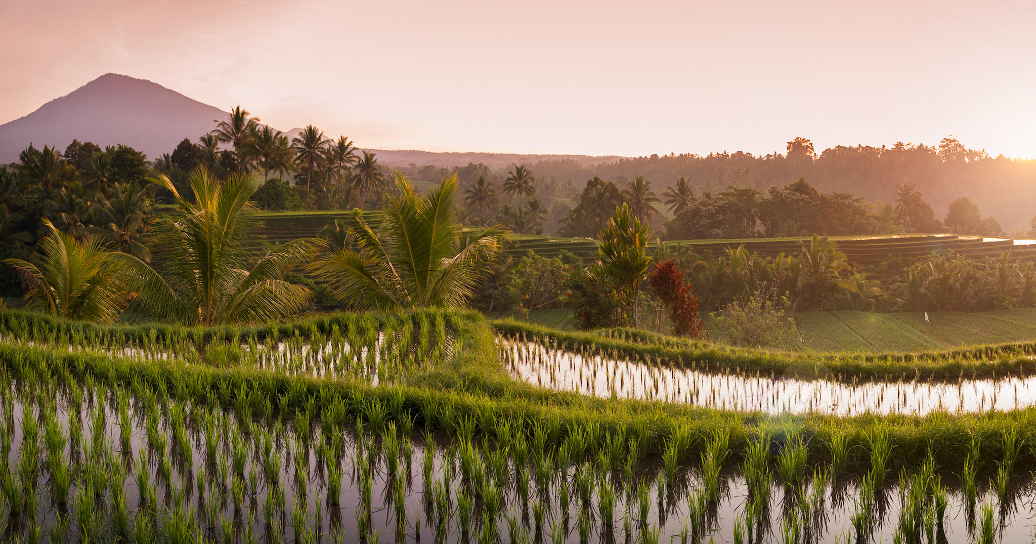 Crop Trust