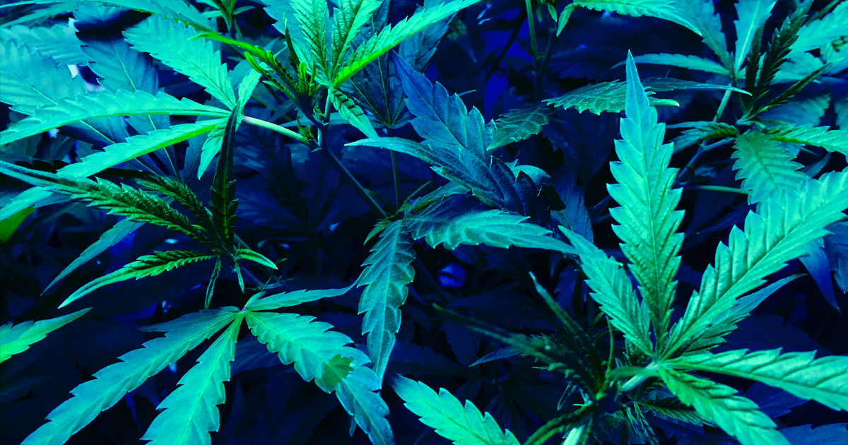 Calif. Uses Algorithm to Scrub Thousands of Cannabis Convictions