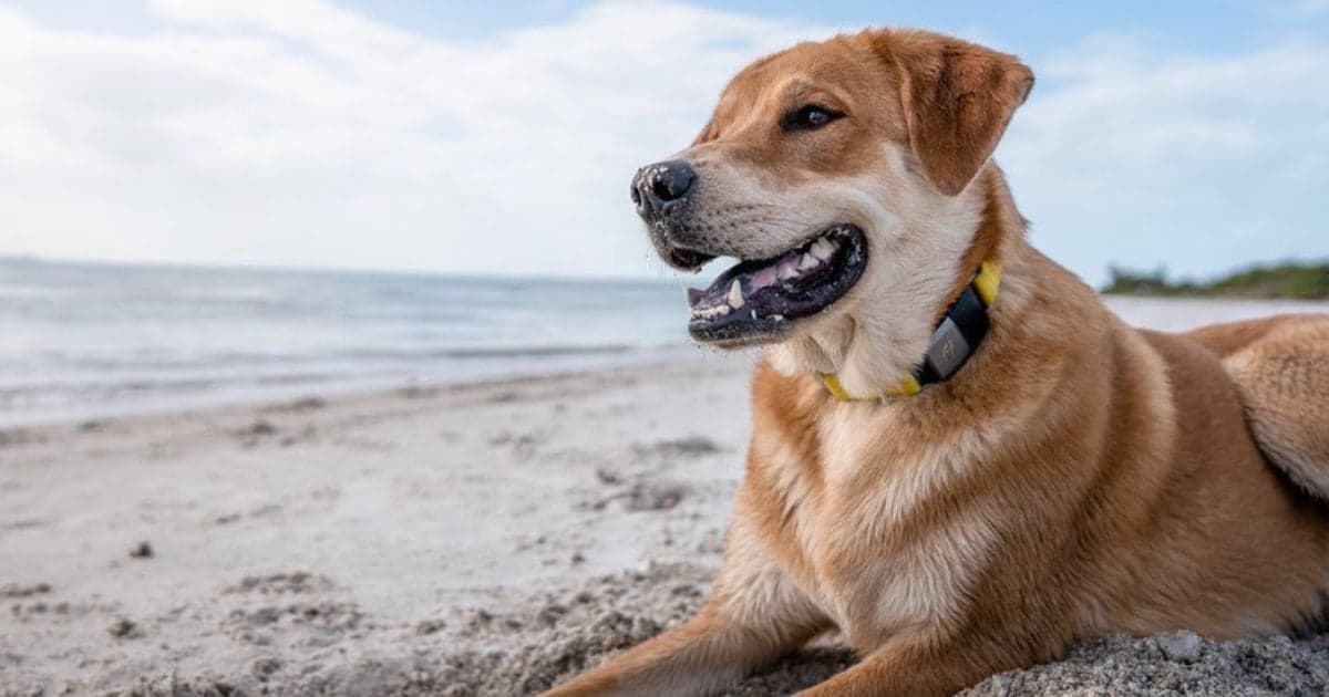 Fi Smart Dog Collar