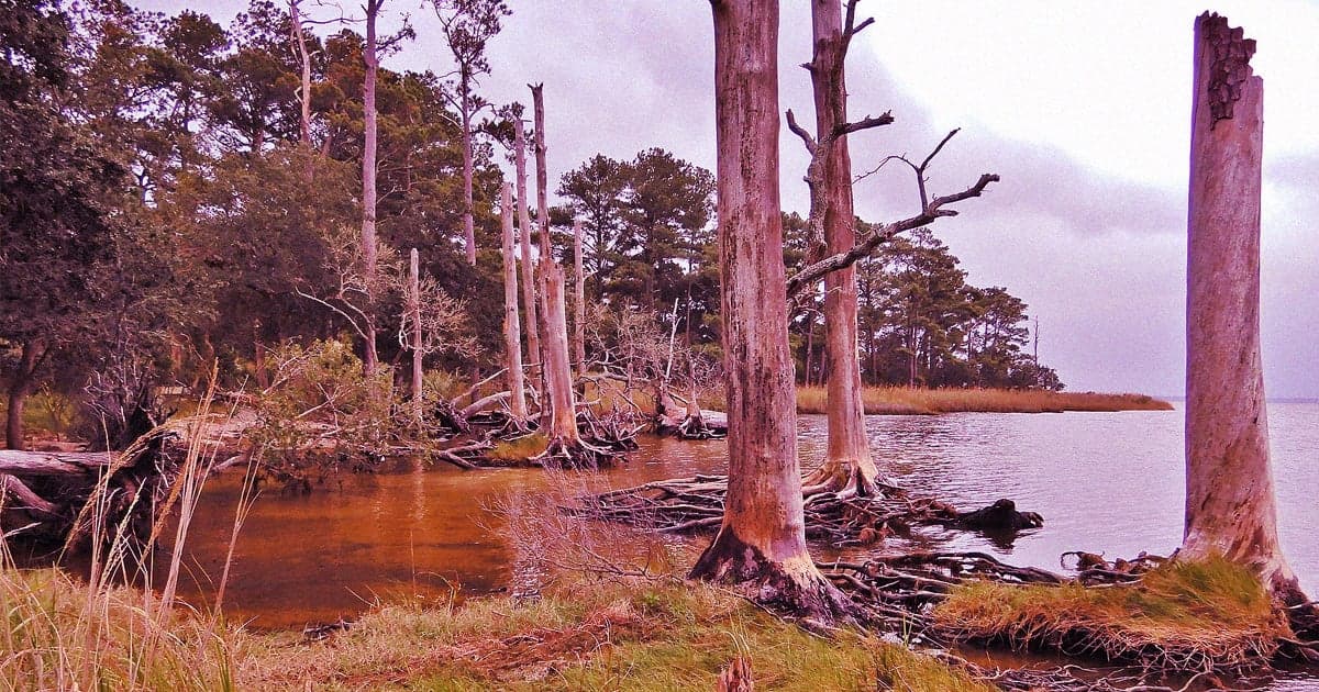 NC Wetlands