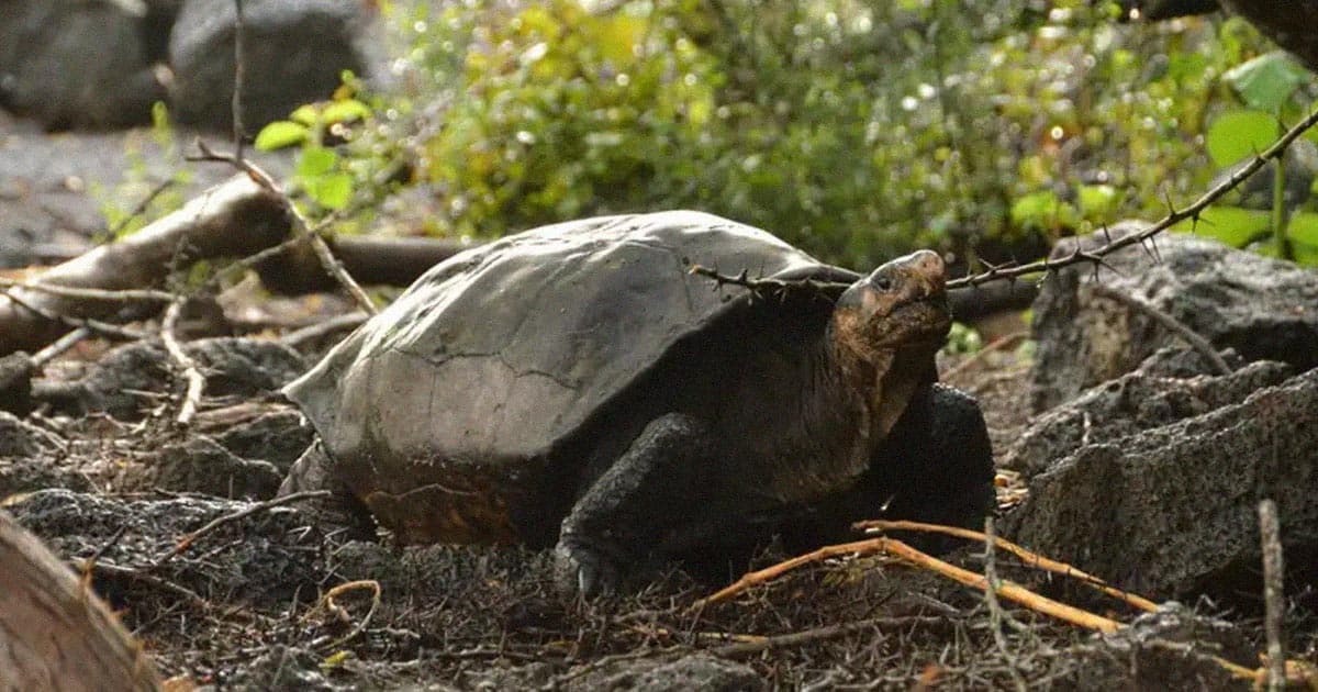 Galapagos Conservancy