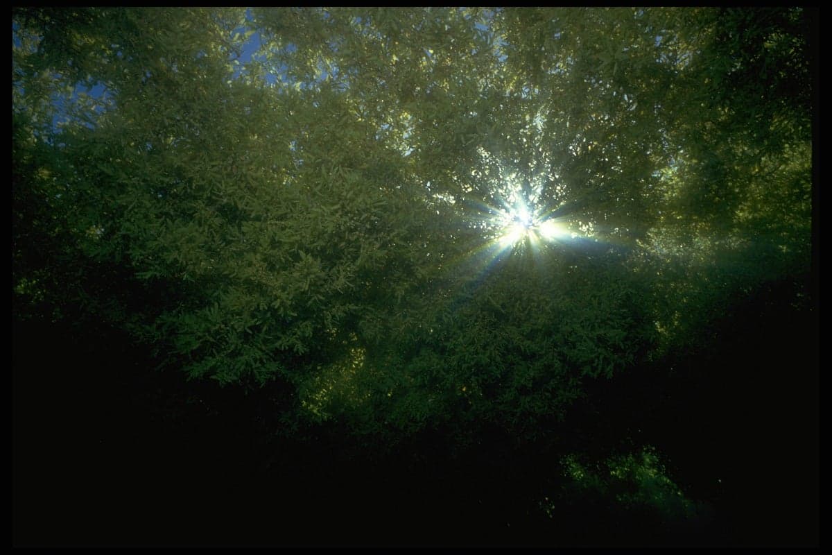 Getty Images/Stephen Frink