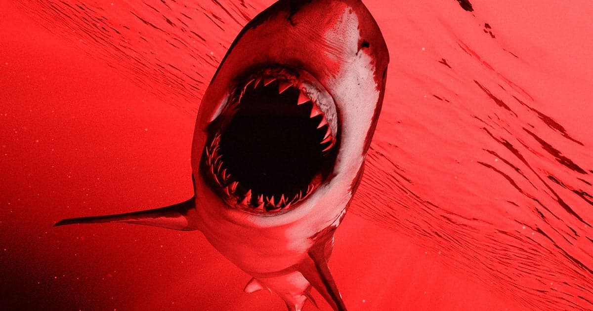 Florida Sharks Suspected of Eating Discarded Bales of Cocaine