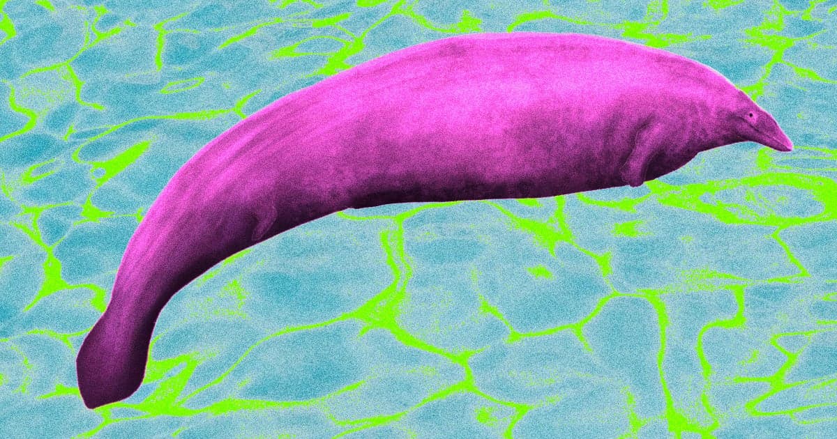 Scientists: Massive Ancient Whale With Silly, Tiny Head Was Real
