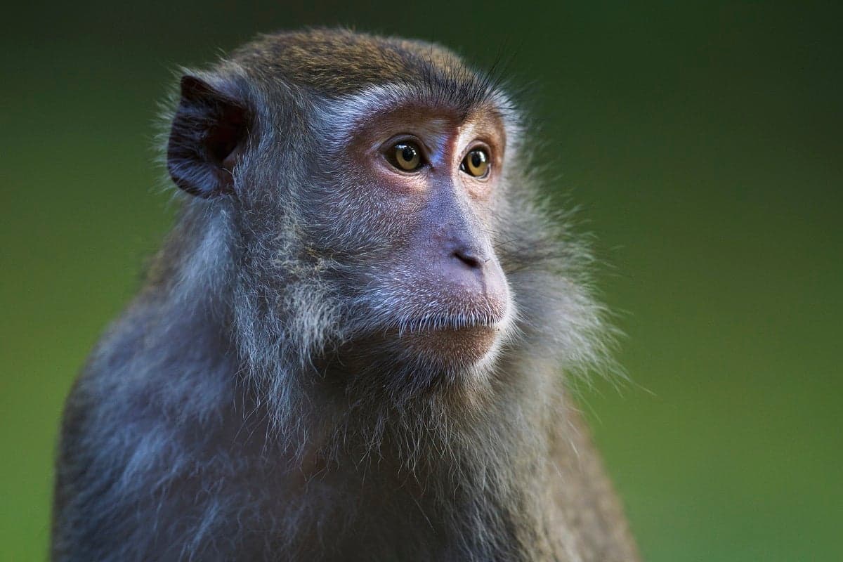 Anup Shah/Getty Images