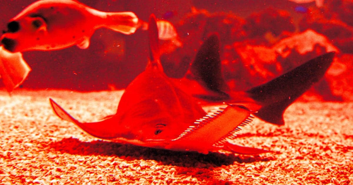 Scientists Ponder Why Fish Are Spinning Themselves to Death