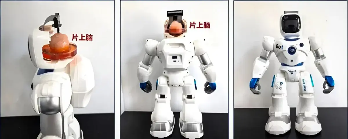 Chinese Scientists Create Robot Controlled by Human Brain Cells