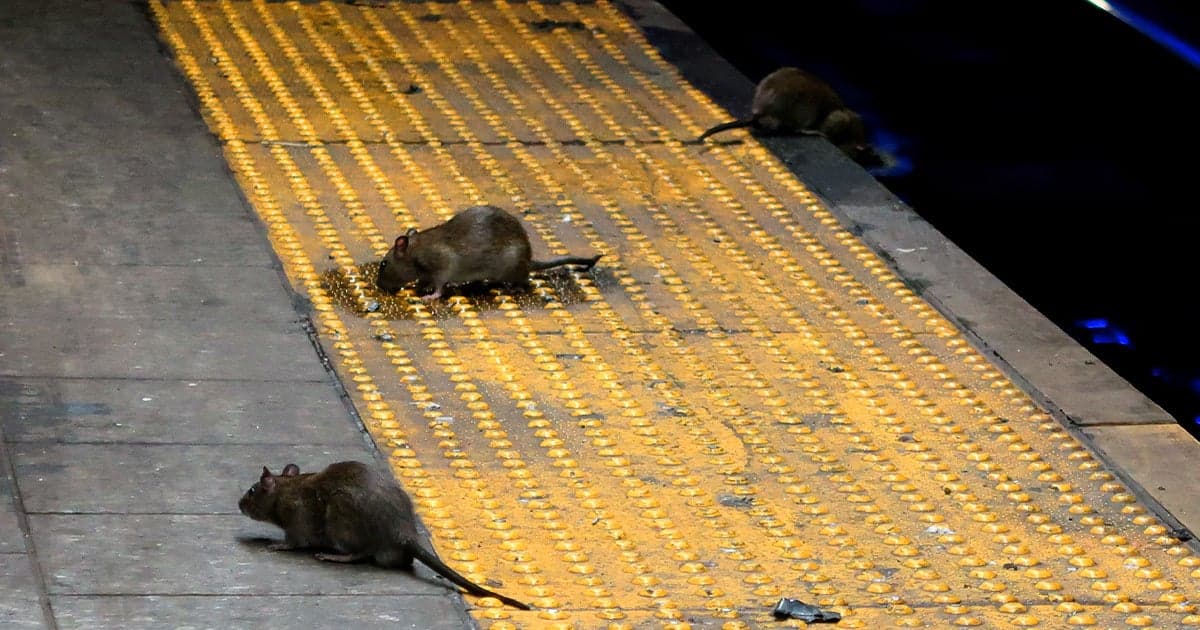 Gary Hershorn via Getty