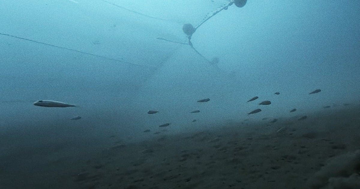 Ocean / Piece of Magic Entertainment via YouTube