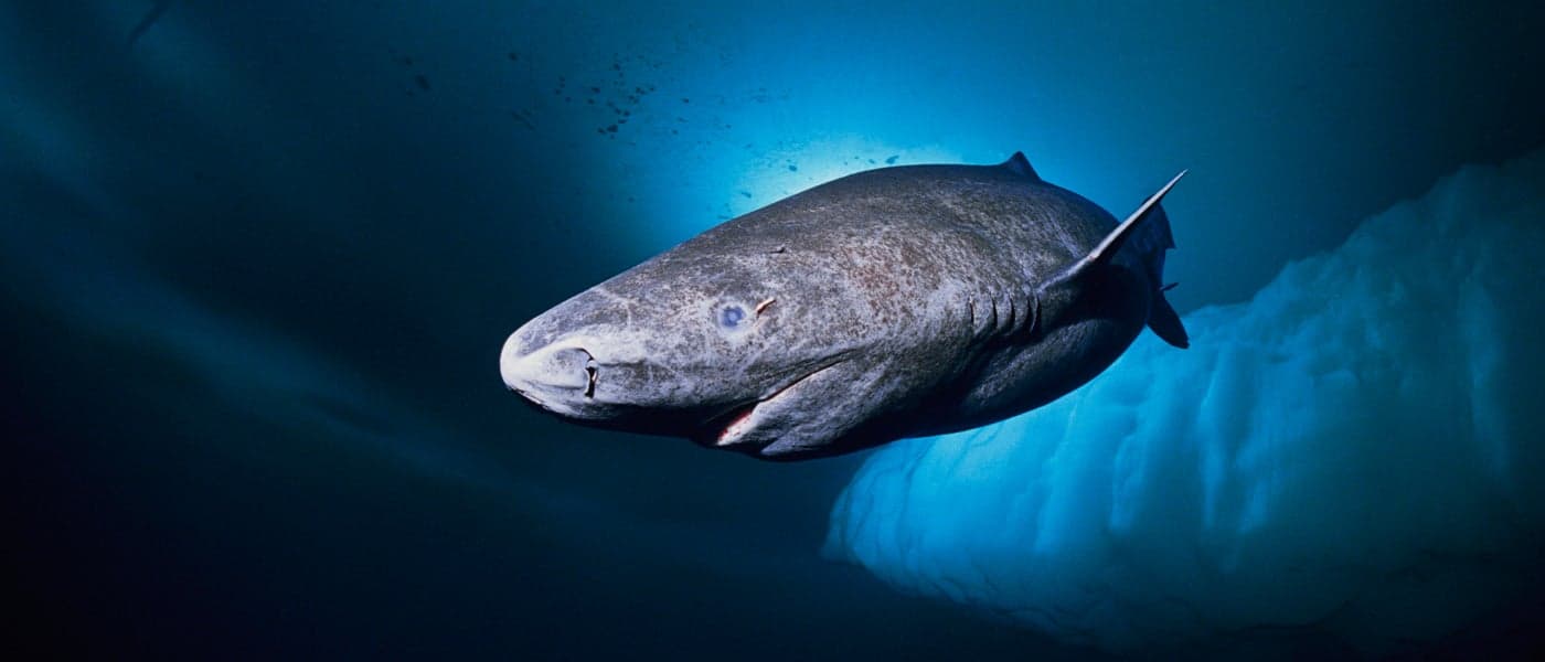 The Greenland Shark: Research Reveals the Longest-Living Vertebrate on