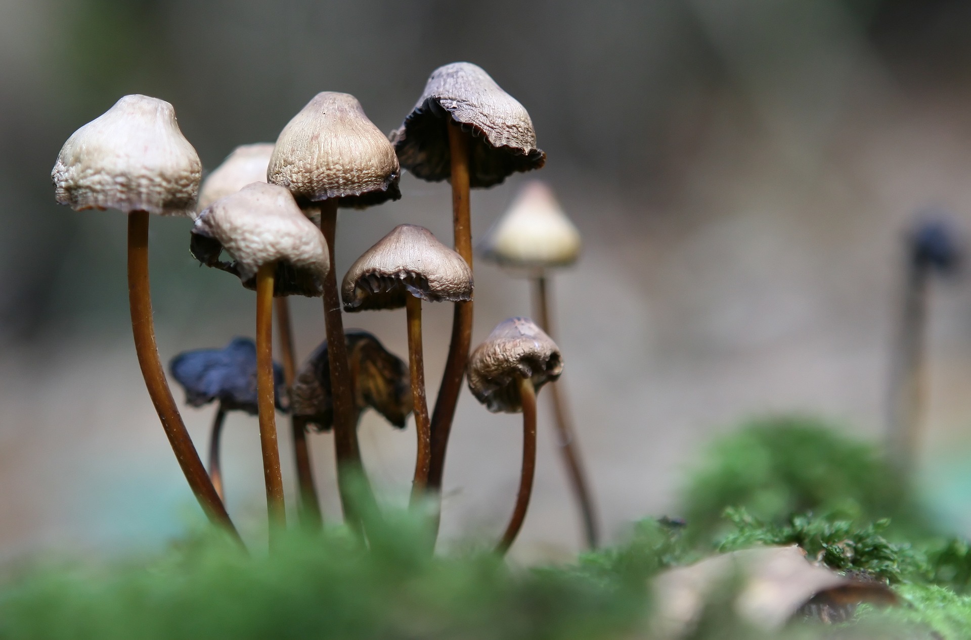Magic Mushrooms "Reset" Key Brain Circuits in Depressed People