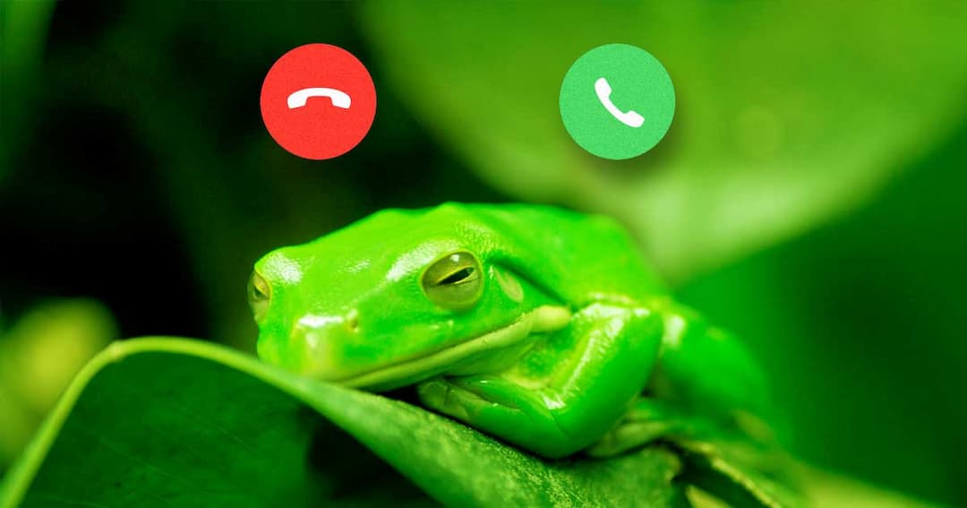 Scientists Built a "FrogPhone" to Remotely Survey Frog Habitats