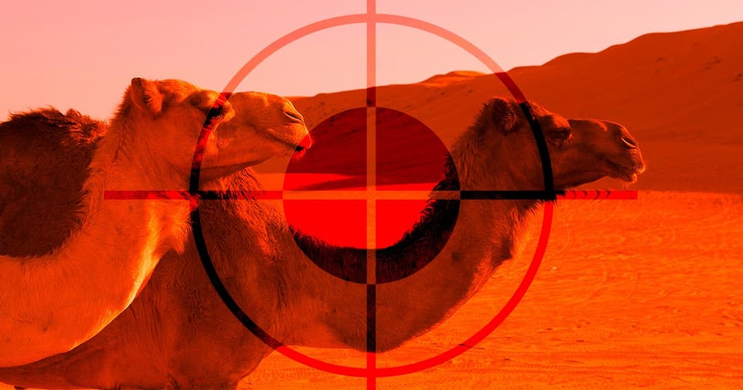10,000 Camels in Australia Are Being Shot By Snipers | Futurism