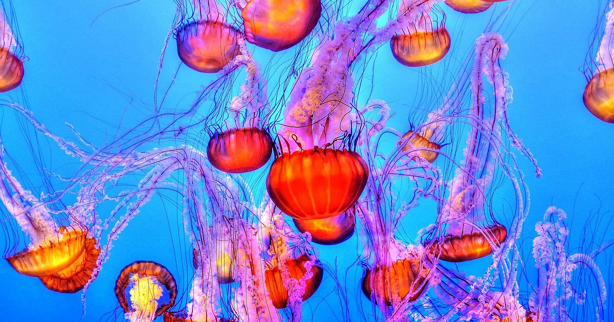 New Study Predicts The Ocean Ecosystem Will Collapse This Decade