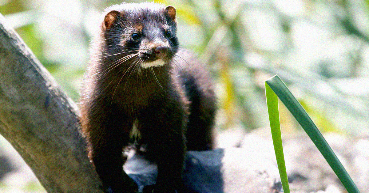 Mutated Form Of COVID Spreading Between Mink And Humans In Denmark