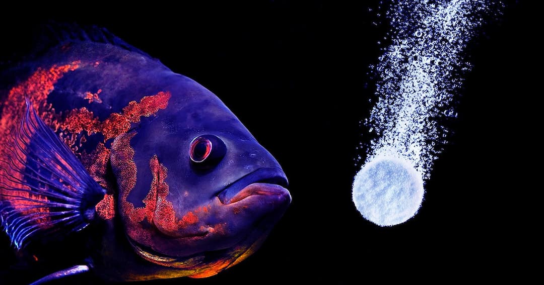Festival Goers Did So Many Drugs That Their Pee Harmed Local Fish