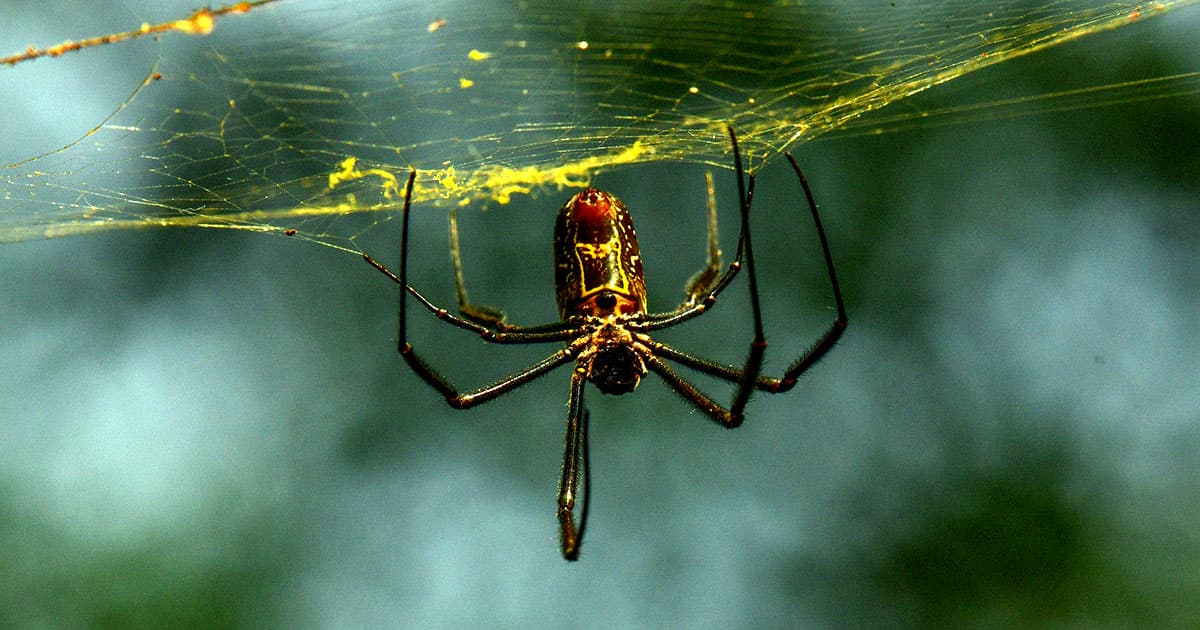 Joro spiders are an invasive species known for parachuting through