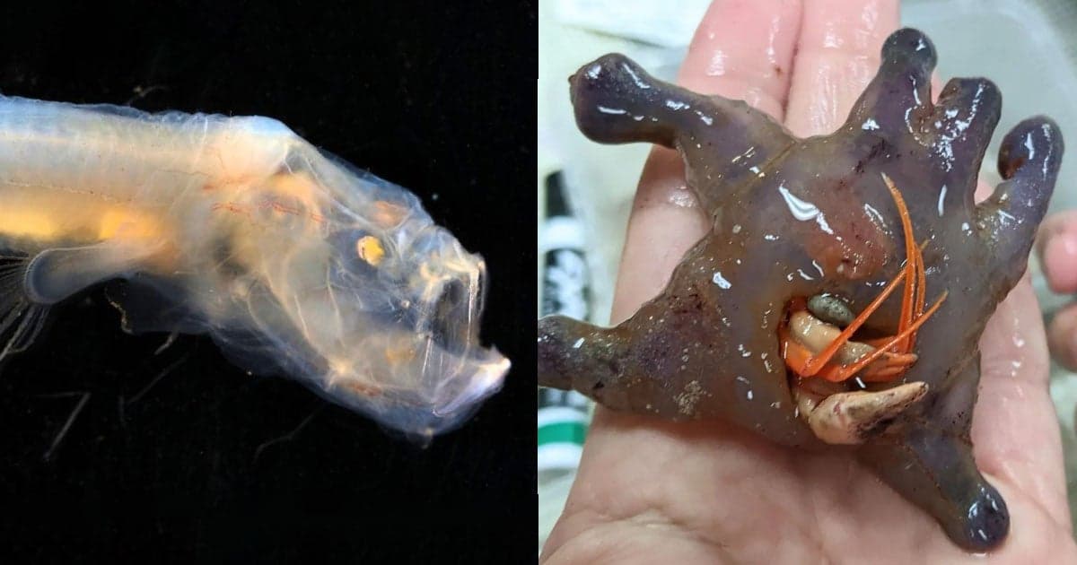 Scientists Discover Bizarre New Deep Sea Creatures