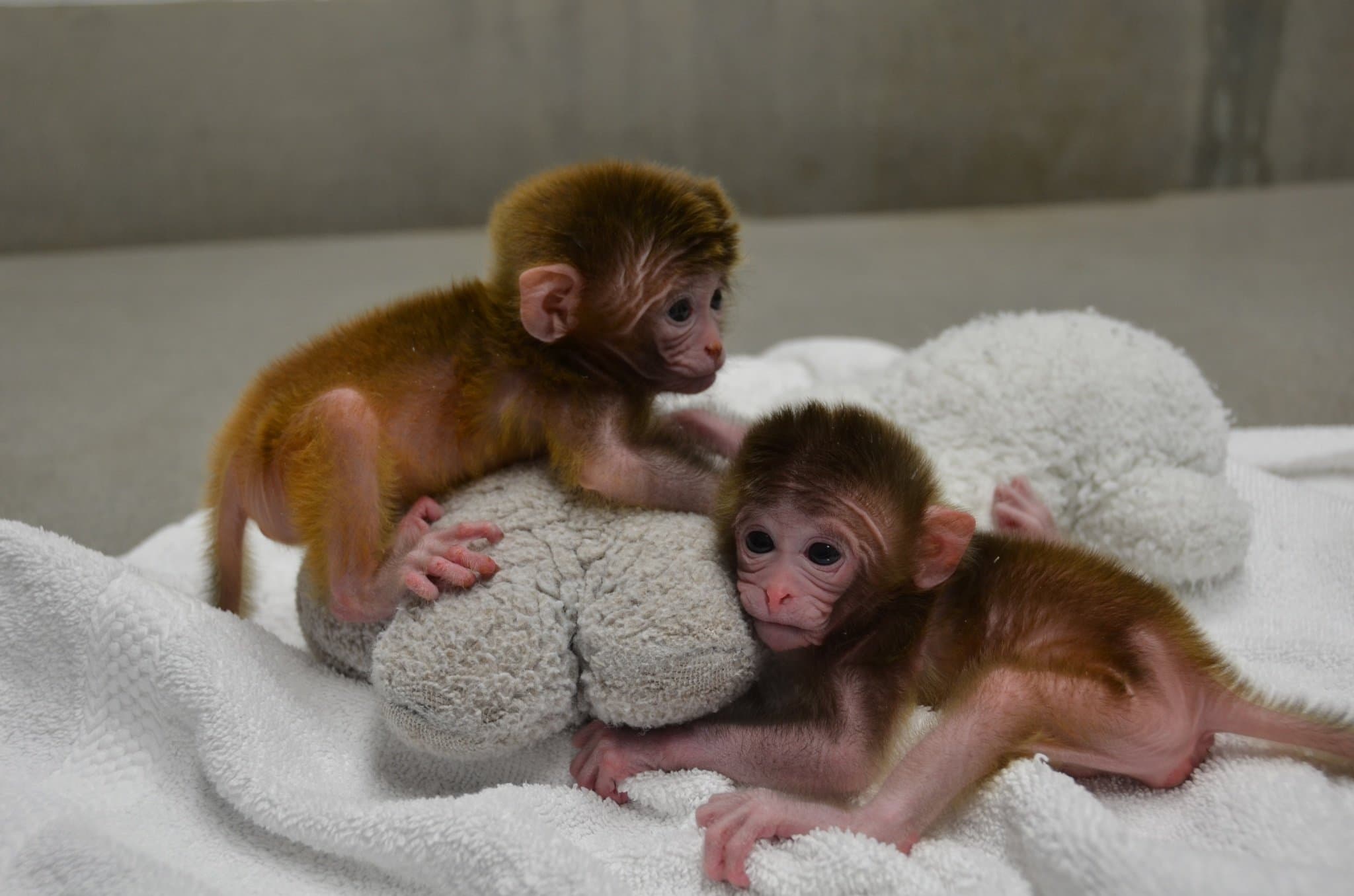 Oregon Natural Primate Research Center