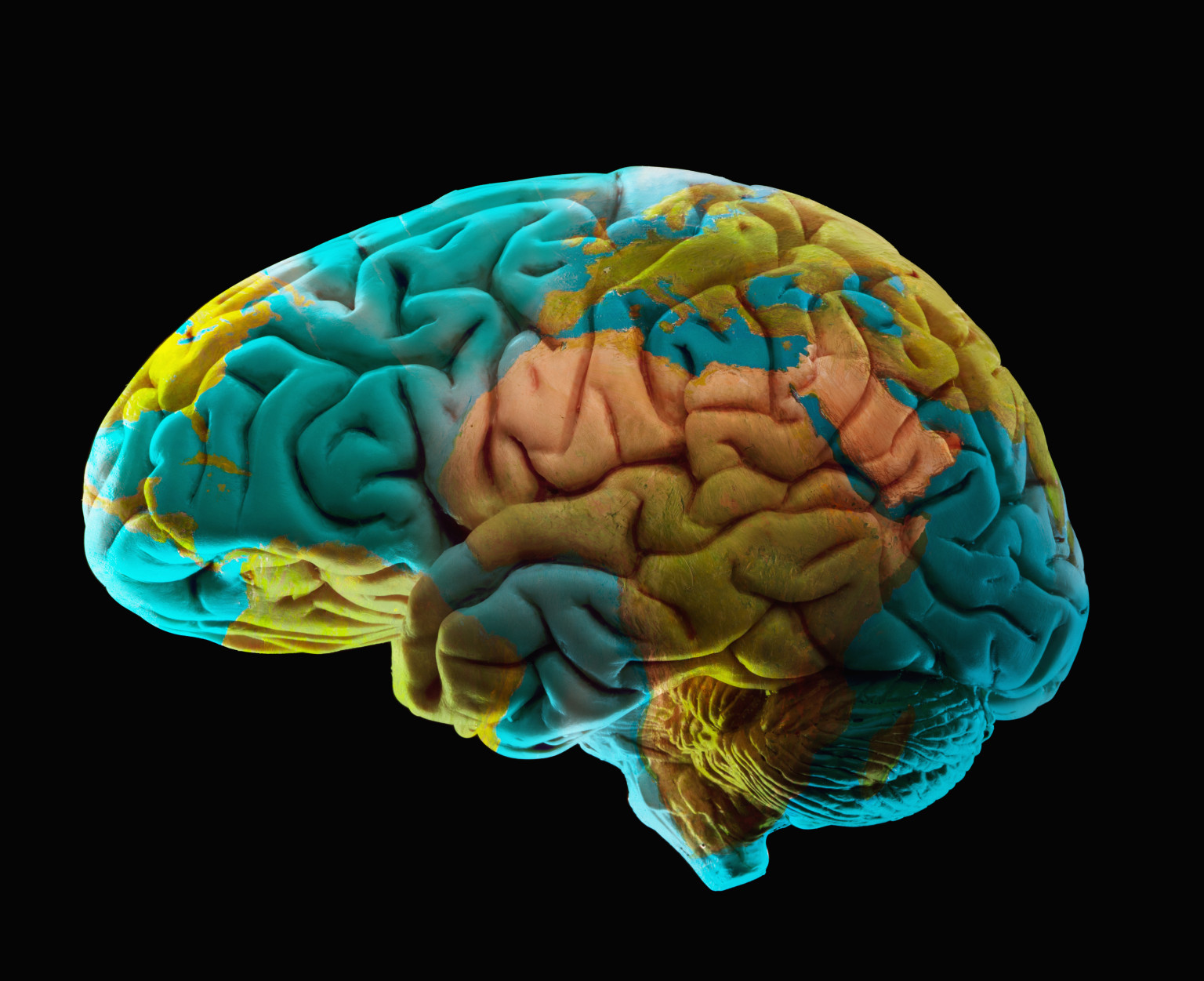 Scientists Unveil a New Map of the Brain With Unrivaled Resolution