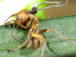 ant