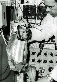 first monkey in space