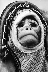 Rhesus monkey suited up for Little Joe launch of Mercury capsule