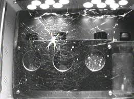 Golden Orb Spider in Orbit