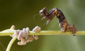 Dead zombie caterpillar. The cadaver guards the larvae, even in death.