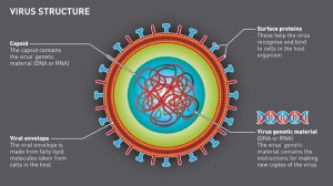 Virus_structure