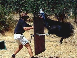 image credit: amazing australia http://www.amazingaustralia.com.au/animals/cassowary-attacks.htm