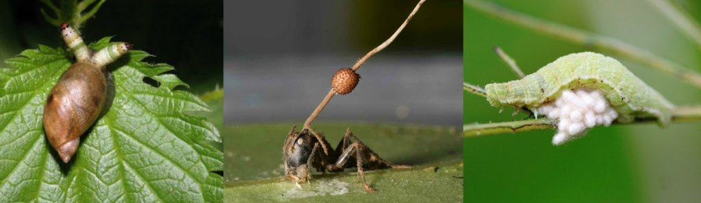 insect parasites zombies