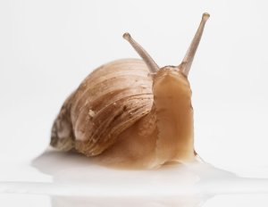 Image of a normal snail (notice the yes are the same color as the body)