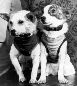 Belka and Strelka via animal center