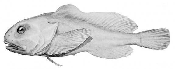 Image of blobfish at natural depth. Via BiaMcCulloch / Wikimedia Commons
