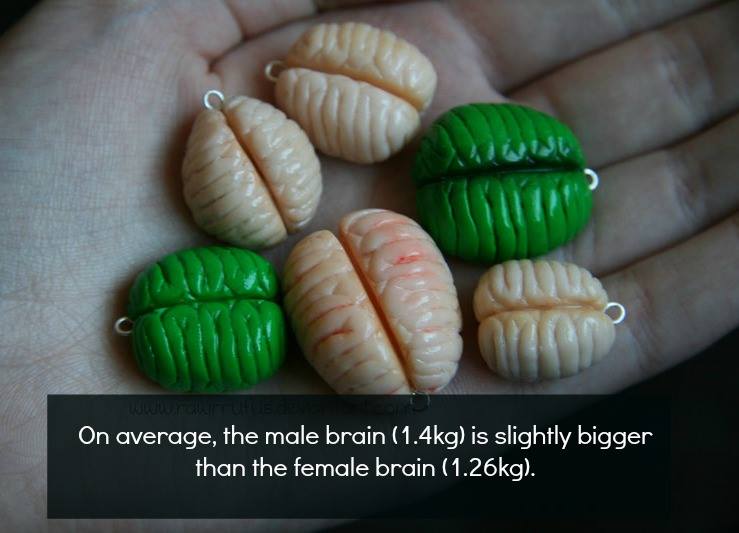 brain