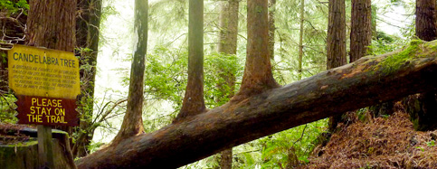 Credit:© 2013 Trees of Mystery.
