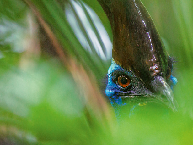 Cassowary hiding in the forest via NatGeo