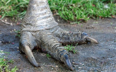 These feet have nothing on uncle bob's. (Image Credit: ALAMY)