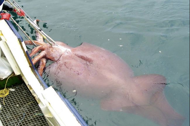 image credit: New Zealand Ministry of Fisheries,showing here the world's first intact adult male colossal squid (Mesonychoteuthis hamiltoni) is brought on board the New Zealand fishing long-line boat 'San Aspiring' February 22, 2007 in the Ross Sea near Antarctica.
