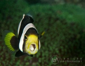 Image credit: Copyright Lea Lee http://www.flickr.com/photos/critter71/